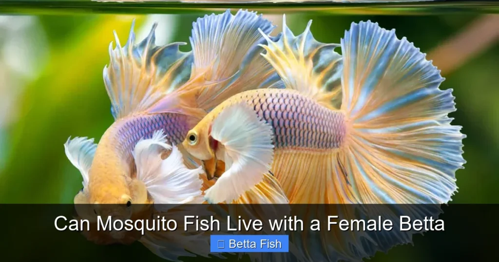 Can Mosquito Fish Live with a Female Betta