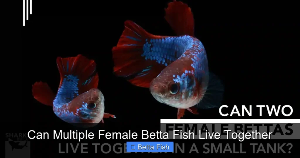 Can Multiple Female Betta Fish Live Together