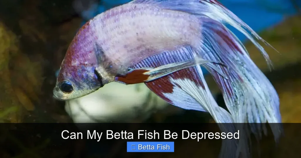 Can My Betta Fish Be Depressed