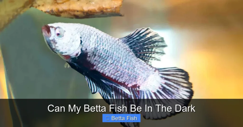 Can My Betta Fish Be In The Dark