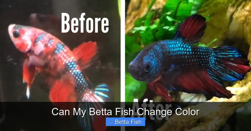 Can My Betta Fish Change Color