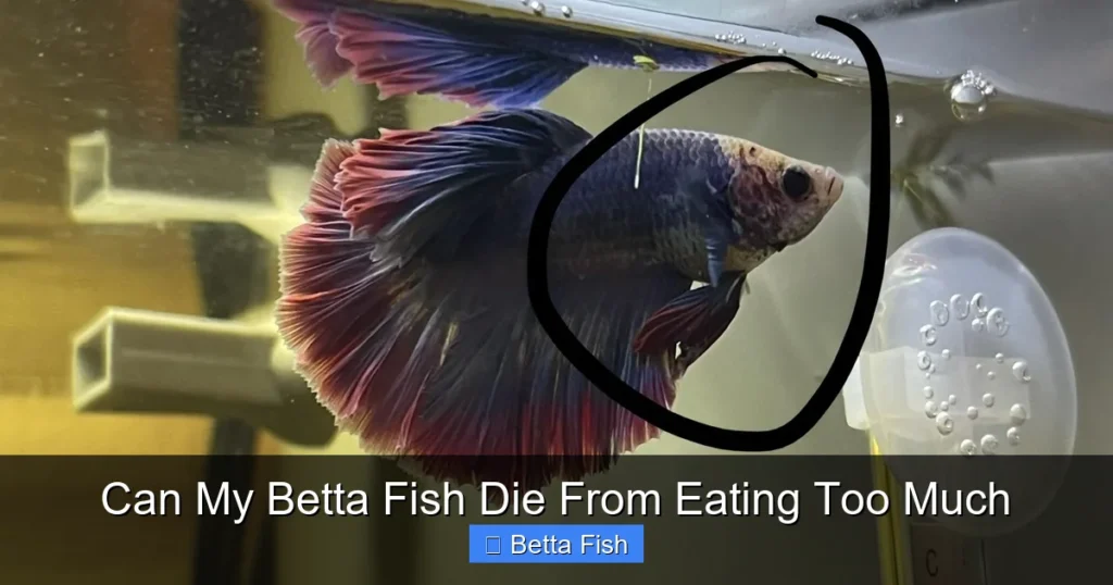 Can My Betta Fish Die From Eating Too Much