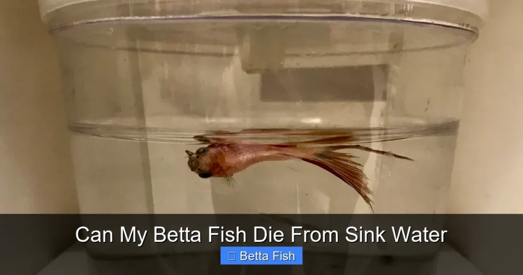 Can My Betta Fish Die From Sink Water