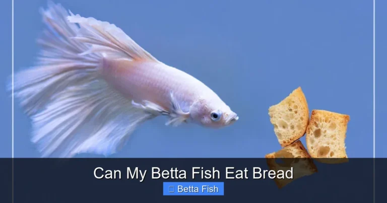 Can My Betta Fish Eat Bread