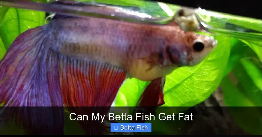 Can My Betta Fish Get Fat