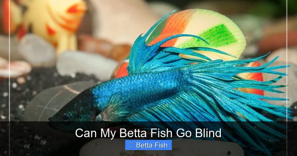 Can My Betta Fish Go Blind