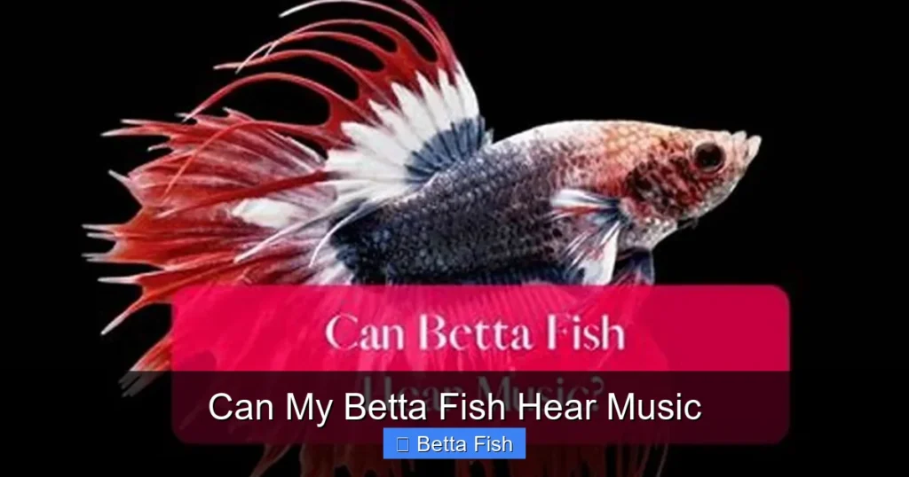 Can My Betta Fish Hear Music