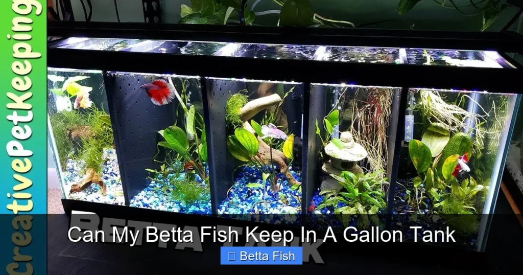 Can My Betta Fish Keep In A Gallon Tank