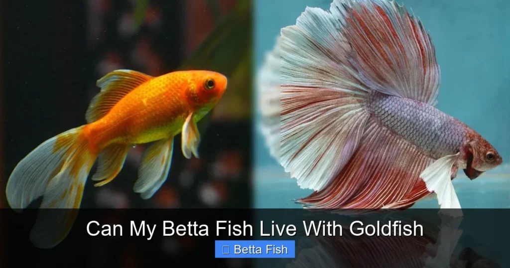 Can My Betta Fish Live With Goldfish