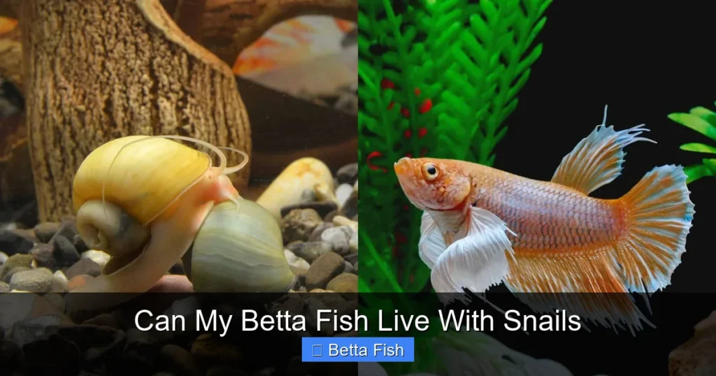 Can My Betta Fish Live With Snails