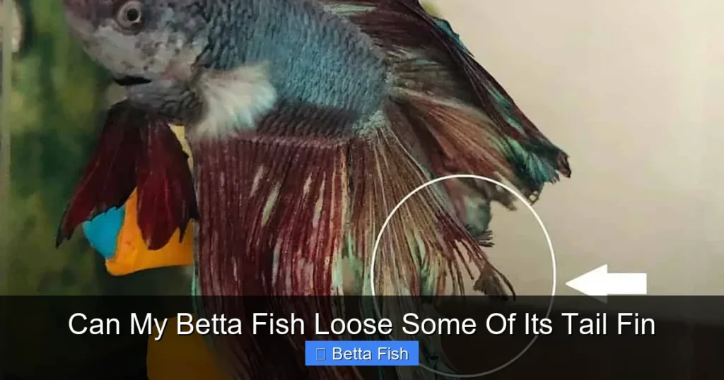 Can My Betta Fish Loose Some Of Its Tail Fin