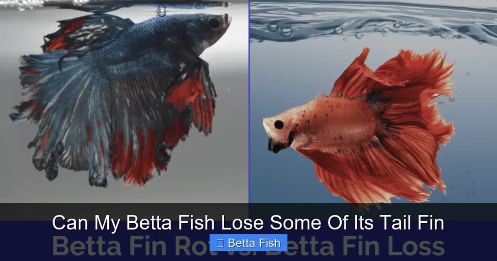 Can My Betta Fish Lose Some Of Its Tail Fin