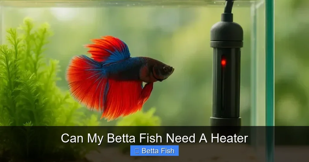 Can My Betta Fish Need A Heater