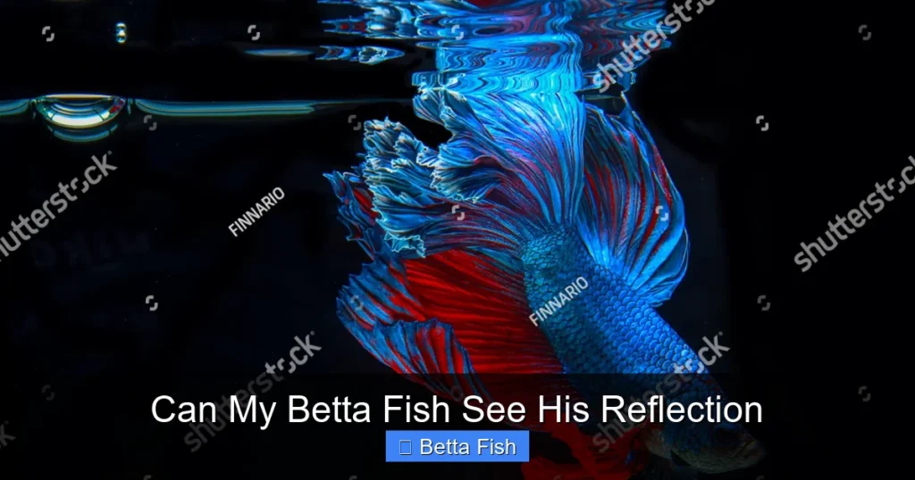 Can My Betta Fish See His Reflection