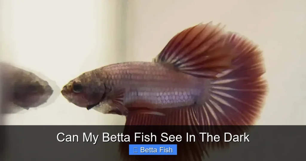 Can My Betta Fish See In The Dark