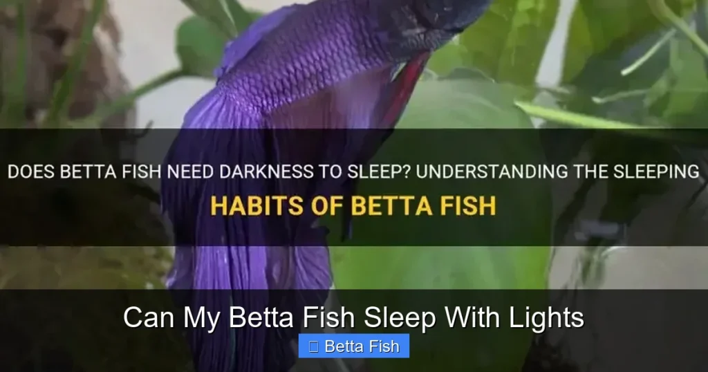 Can My Betta Fish Sleep With Lights