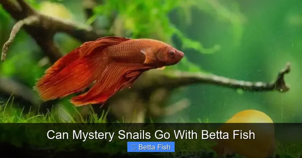 Can Mystery Snails Go With Betta Fish