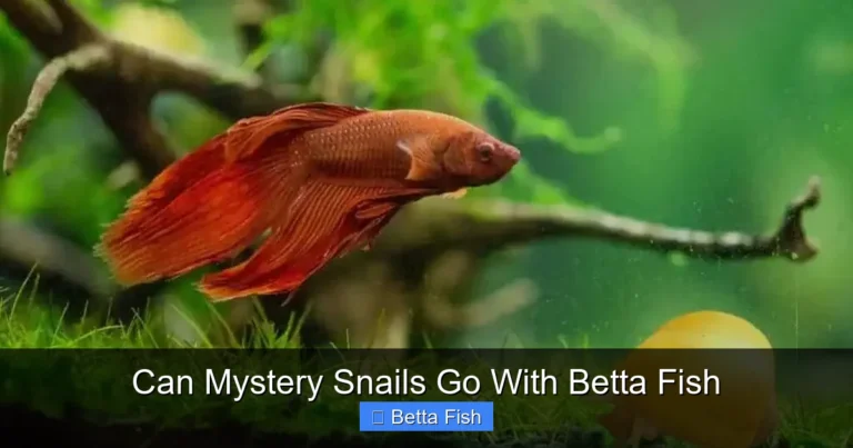 Can Mystery Snails Go With Betta Fish