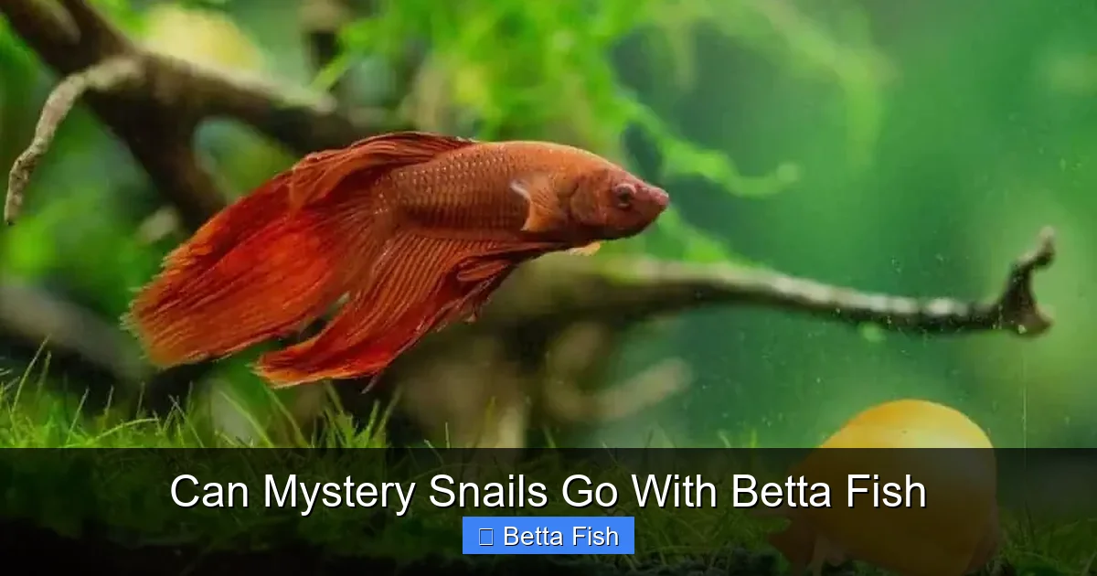Can Mystery Snails Go With Betta Fish