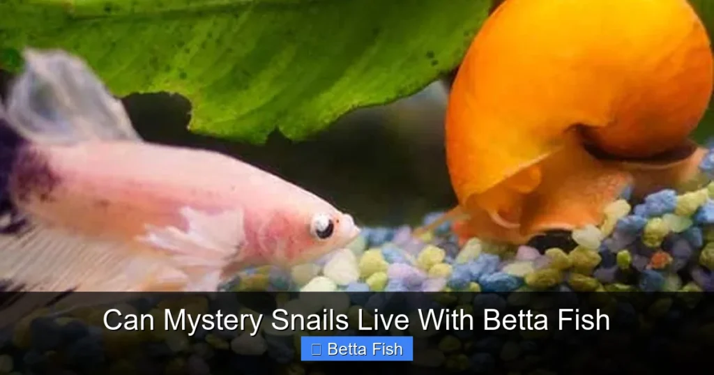 Can Mystery Snails Live With Betta Fish