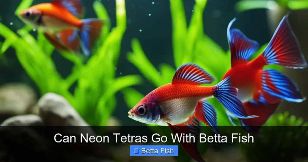 Can Neon Tetras Go With Betta Fish