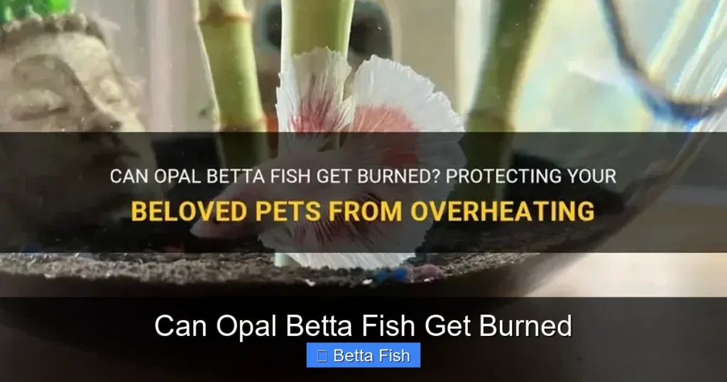 Can Opal Betta Fish Get Burned