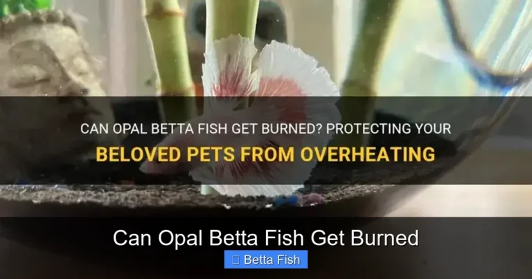 Can Opal Betta Fish Get Burned