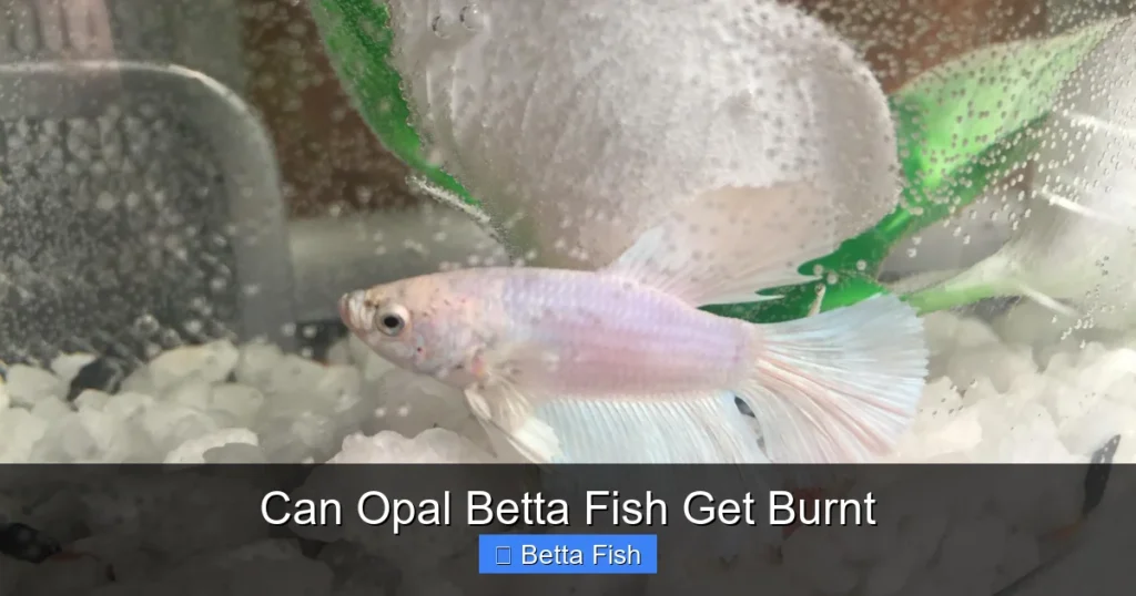 Can Opal Betta Fish Get Burnt
