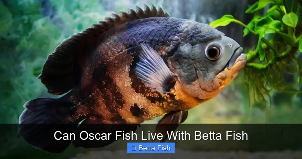 Can Oscar Fish Live With Betta Fish