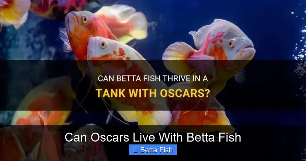 Can Oscars Live With Betta Fish