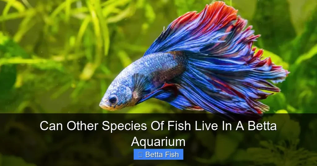 Can Other Species Of Fish Live In A Betta Aquarium