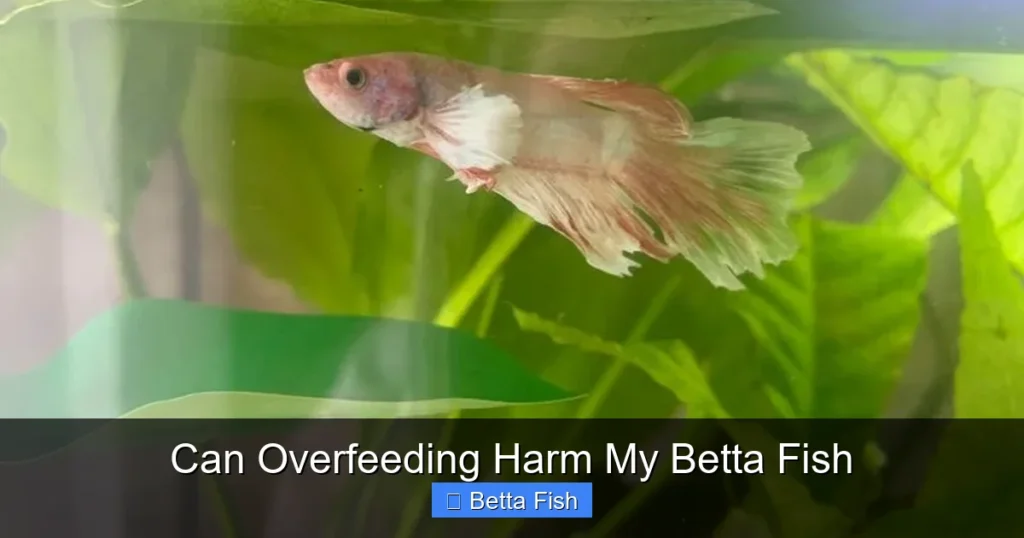 Can Overfeeding Harm My Betta Fish