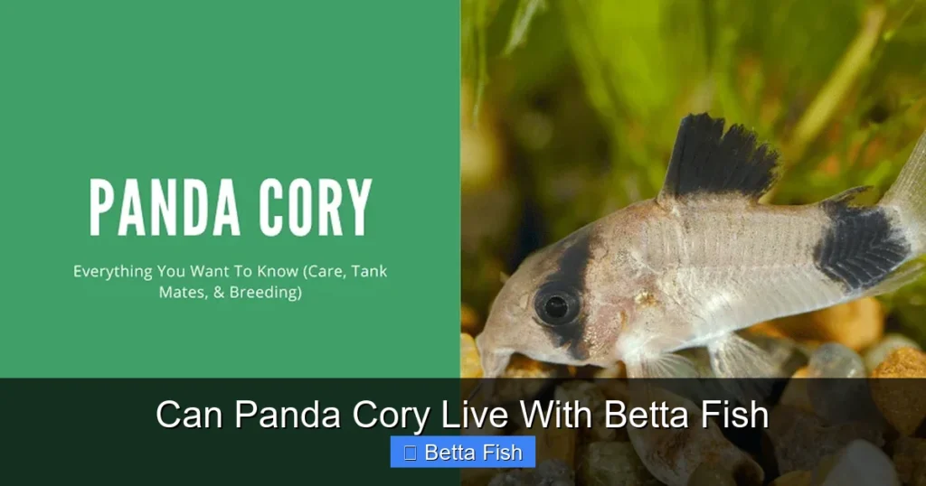 Can Panda Cory Live With Betta Fish