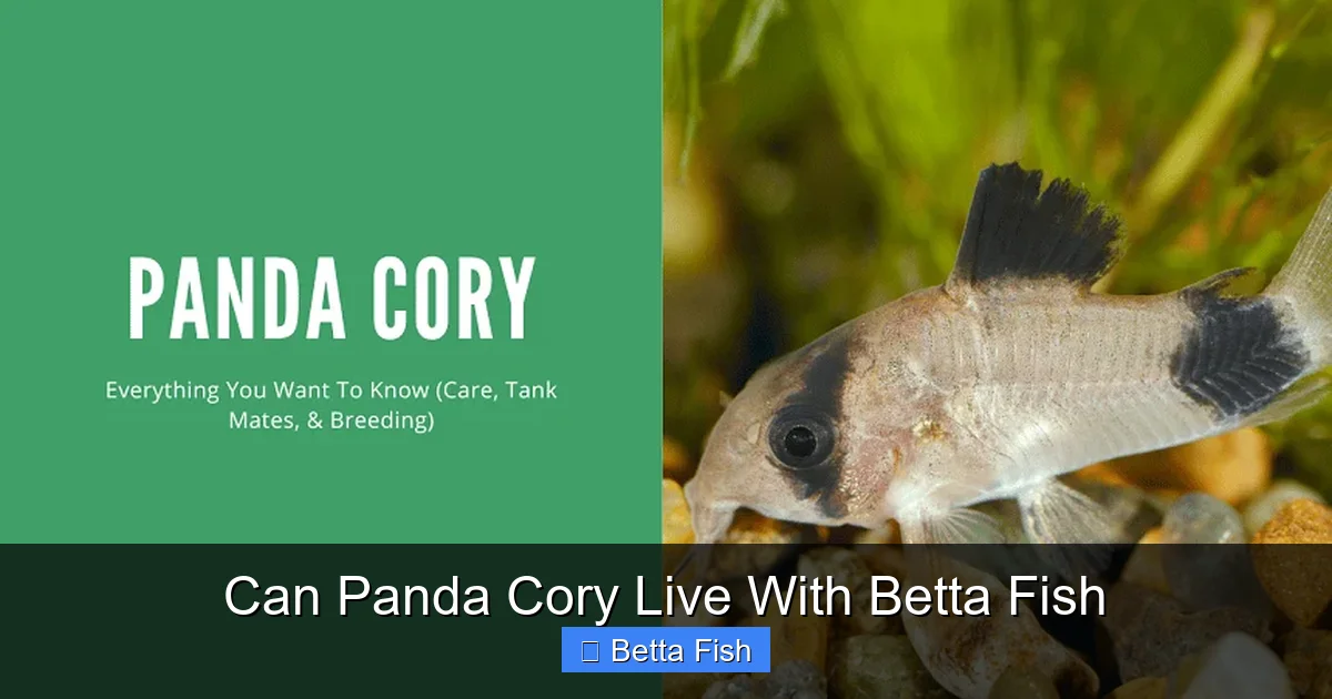 Can Panda Cory Live With Betta Fish