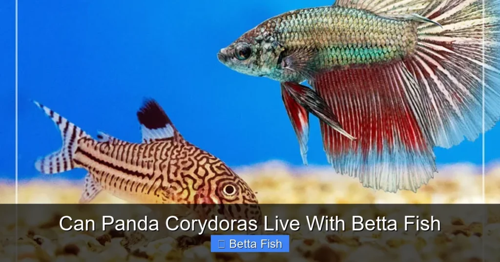 Can Panda Corydoras Live With Betta Fish