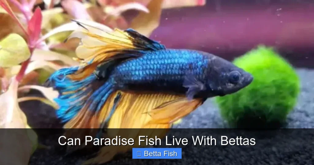 Can Paradise Fish Live With Bettas