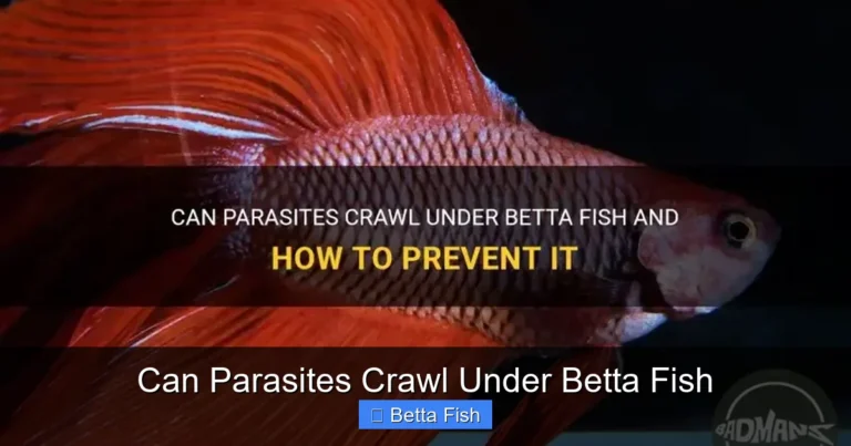 Can Parasites Crawl Under Betta Fish