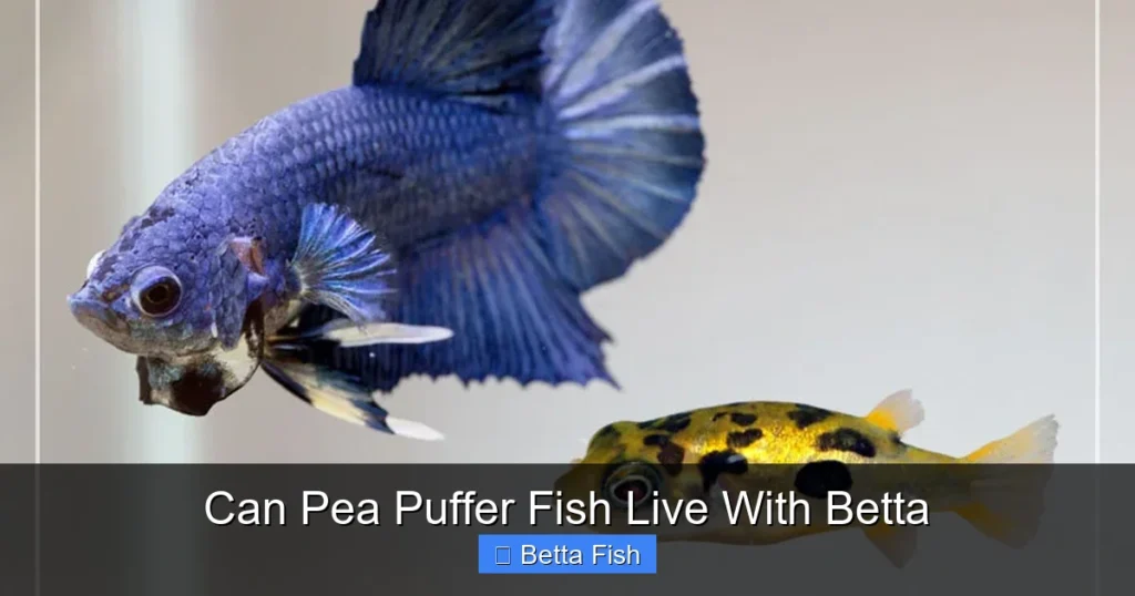 Can Pea Puffer Fish Live With Betta