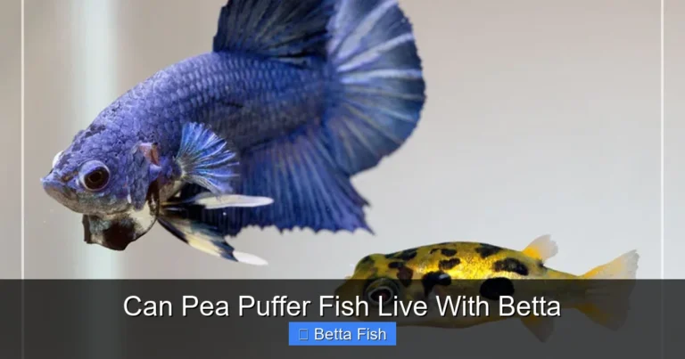 Can Pea Puffer Fish Live With Betta