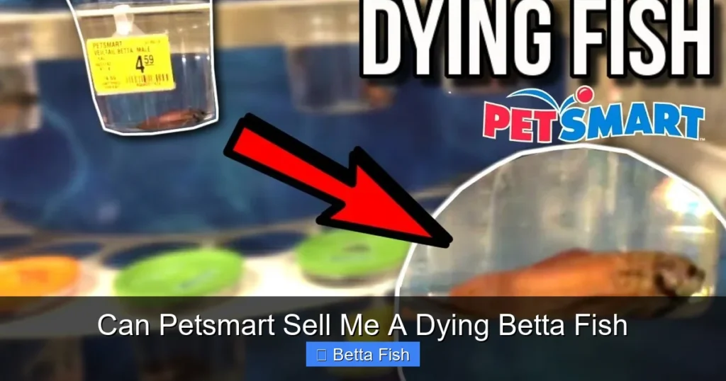 Can Petsmart Sell Me A Dying Betta Fish