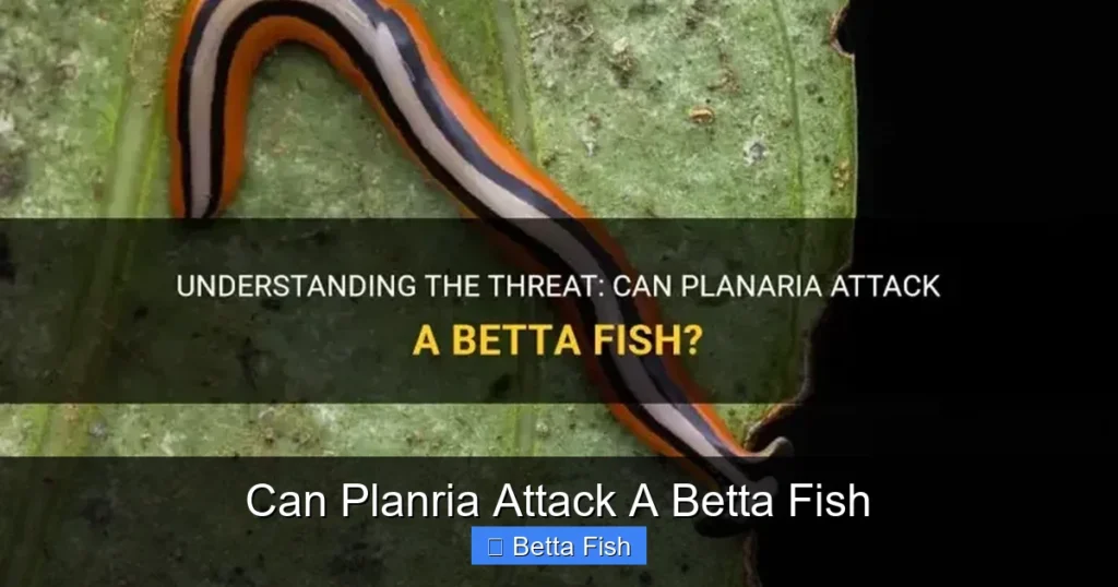 Can Planria Attack A Betta Fish