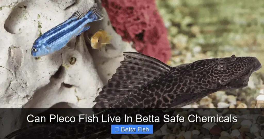 Can Pleco Fish Live In Betta Safe Chemicals