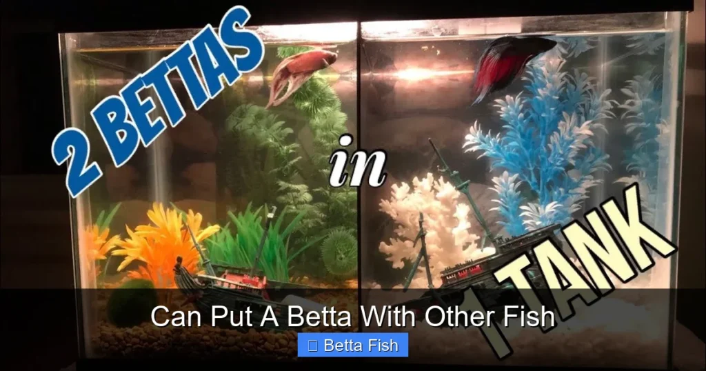 Can Put A Betta With Other Fish
