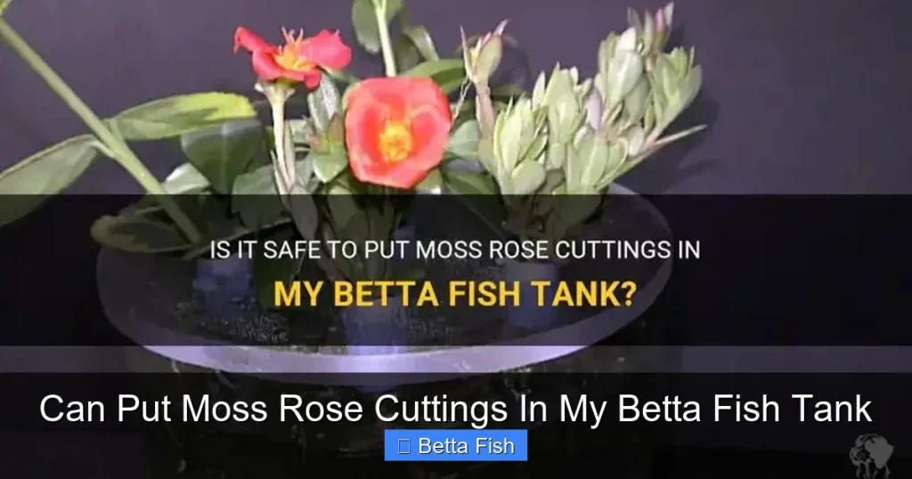 Can Put Moss Rose Cuttings In My Betta Fish Tank