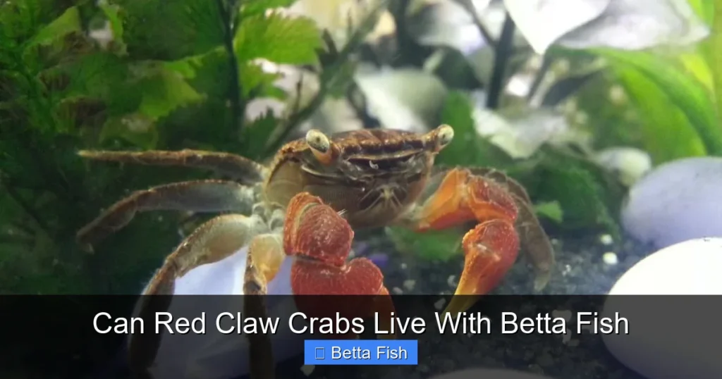 Can Red Claw Crabs Live With Betta Fish
