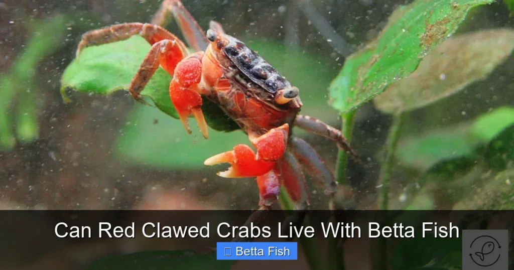 Can Red Clawed Crabs Live With Betta Fish