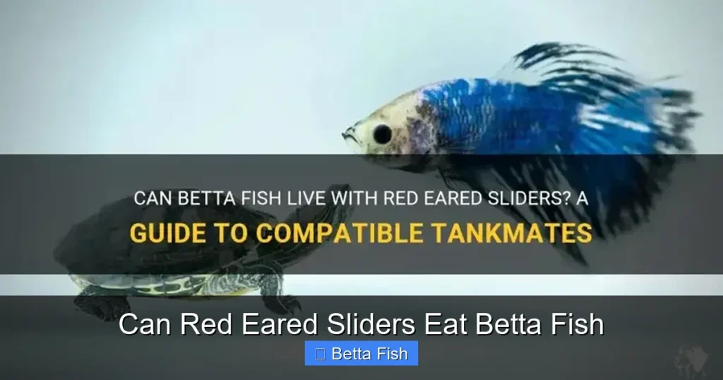 Can Red Eared Sliders Eat Betta Fish