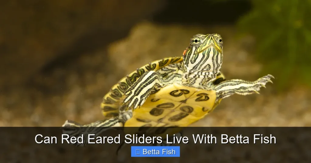 Can Red Eared Sliders Live With Betta Fish