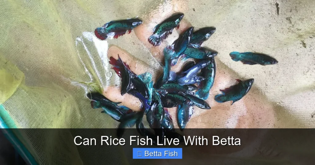 Can Rice Fish Live With Betta