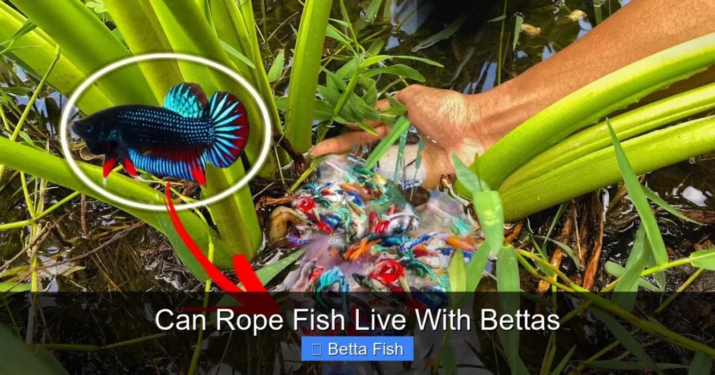 Can Rope Fish Live With Bettas